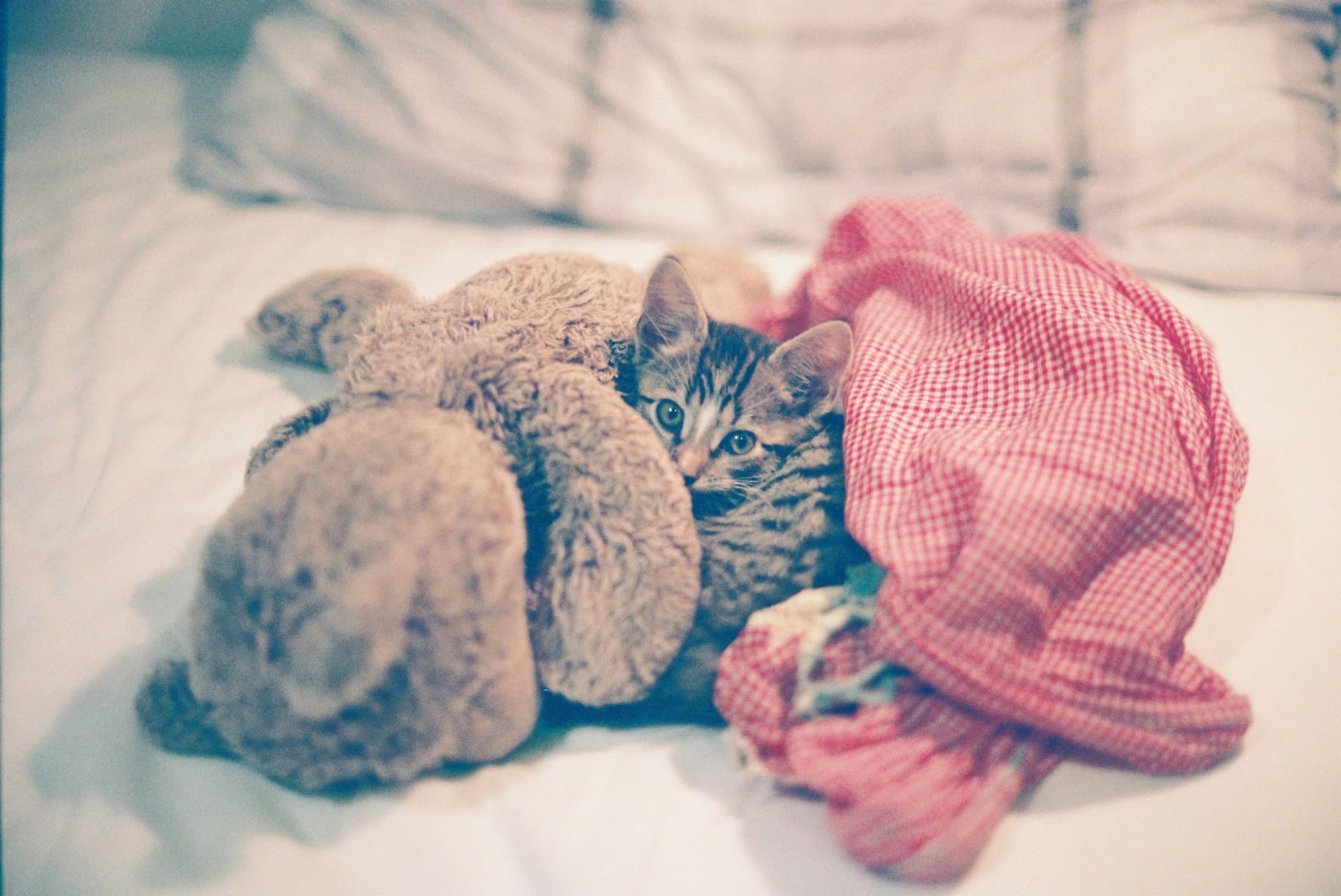 Xerxes with Baby Bear and Label